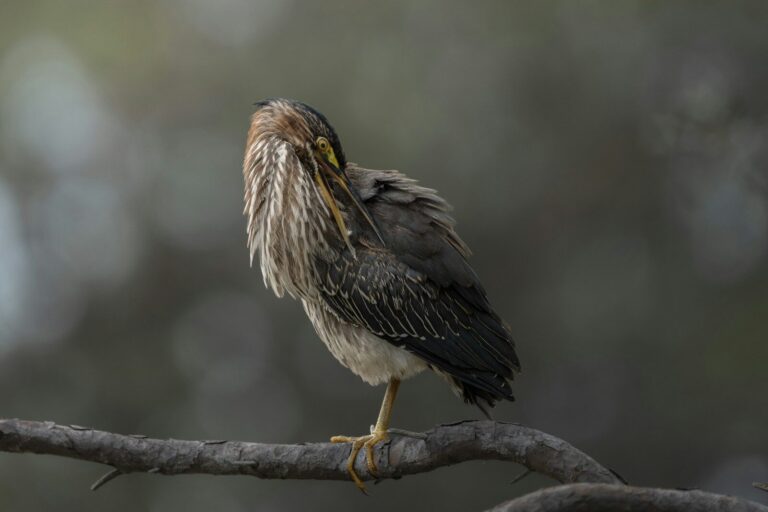 A green heron preening its feathers while perched on a thin tree branch