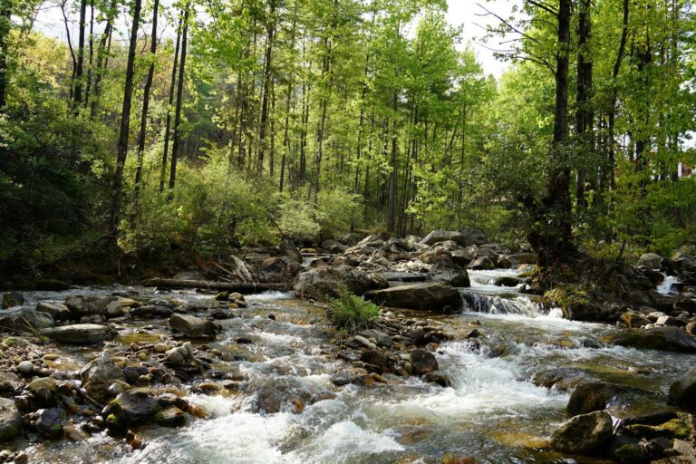 a river running through a forest