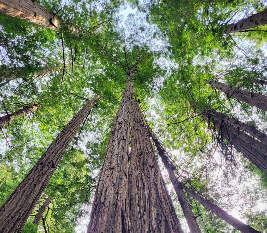 Looking up at majestic redwood forest trees