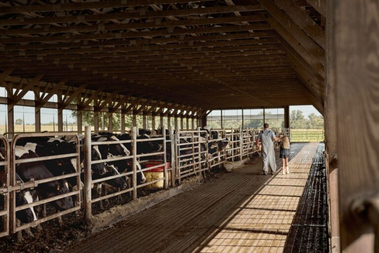 Sunlight falling across a dairy barn