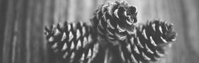 In aut deserunt. - Photo by Sonja Langford on Unsplash