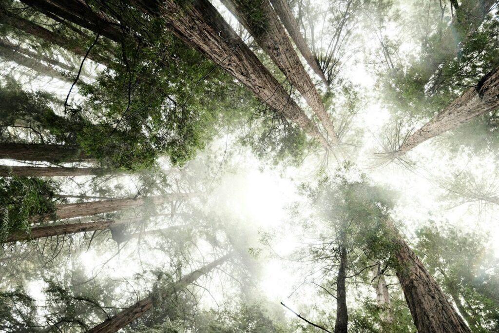 Tall redwood trees reaching towards the sky