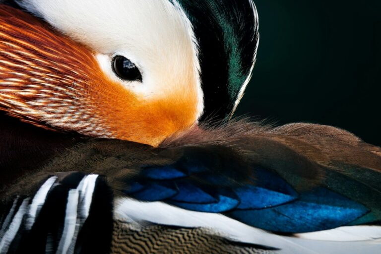 Close-up of a male mandarin duck with vibrant orange, green, and blue plumage